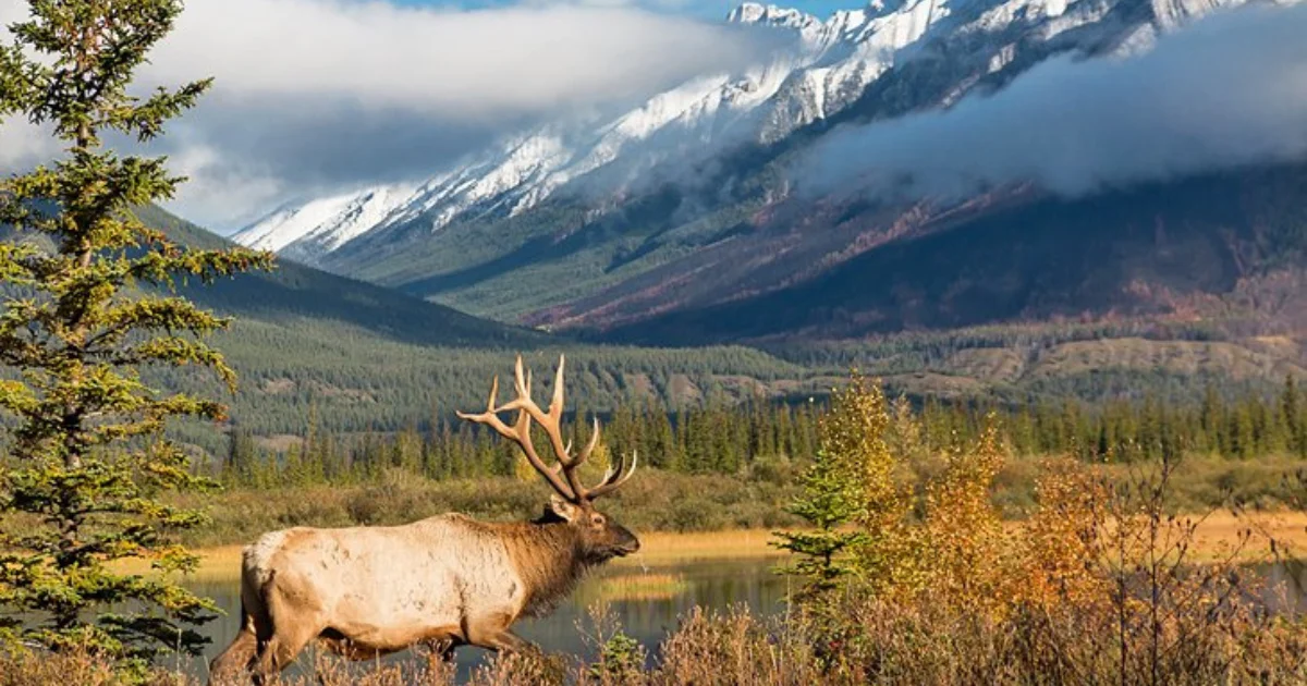 Jasper National Park, Alberta